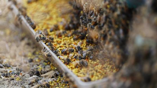 春天的蜜蜂飞舞养蜂场收集花粉