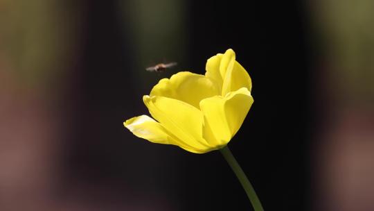 蜜蜂飞舞黄色郁金香慢镜头