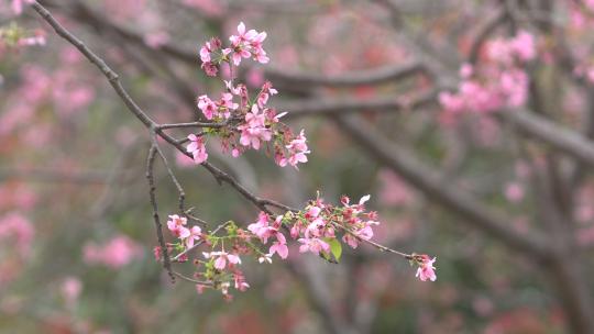 樱花特写