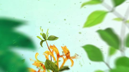 中医中药片头养生栏目宣传片头