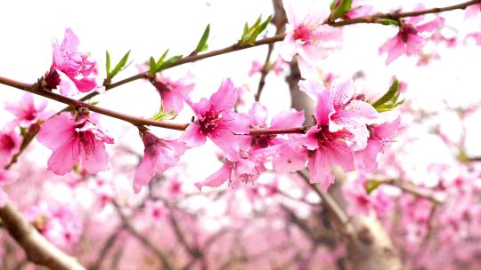 桃花开 桃树 桃花盛开 特写 粉色的花