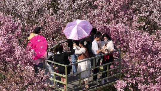 杭州樱花谷航拍