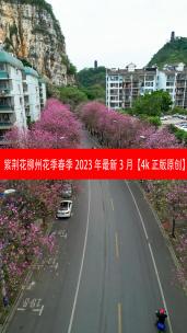 竖屏航拍柳州紫荆花季2023年最新水南路