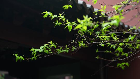 杭州钱王祠春天清明节雨天古建筑自然唯美