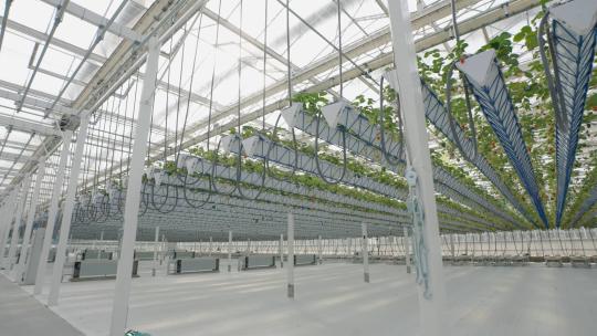 全球顶尖草莓种植大棚 现代化温室大棚