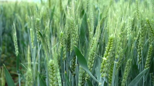 小麦 麦穗 青小麦 小麦灌浆期 粮食视频素材模板下载