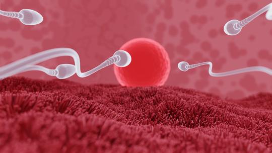 卵子和精子之间的受精前模型 3D动画4K (5)