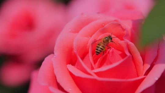 蜜蜂采食有露珠的月季花  4k50p