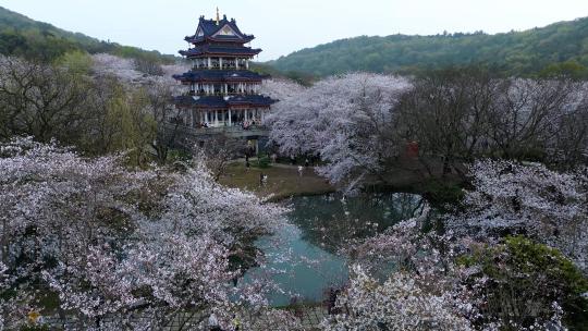 太湖鼋头渚樱花风光航拍