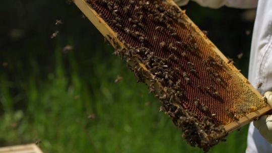 养蜂人蜜蜂高清在线视频素材下载