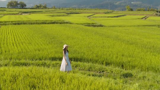 绿色稻田旁走路的美女夏日小清新唯美画面