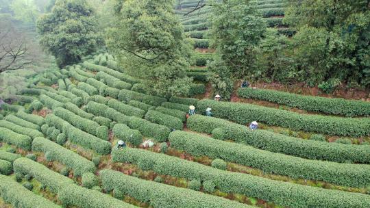 茶园 茶山 龙井茶园 采茶