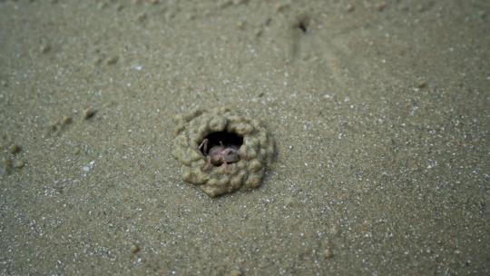 沙滩上盖房子的小螃蟹