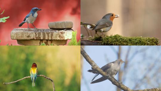【合集】鸟类 鸟 各种品种的鸟