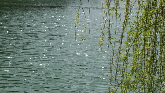 湖面水边柳树柳叶柳枝柳条唯美空境春风