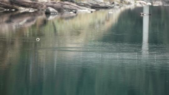 浙西峡谷间水面上的两只鸭子