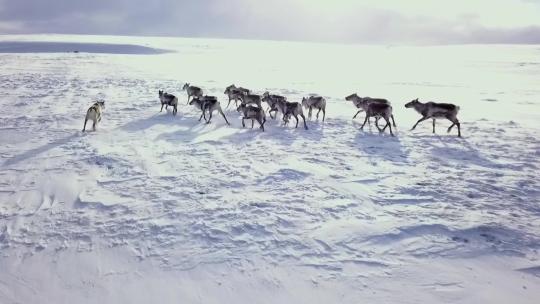冬季荒野中的一群驯鹿