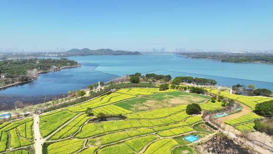 航拍乡村农业油菜花田园风光