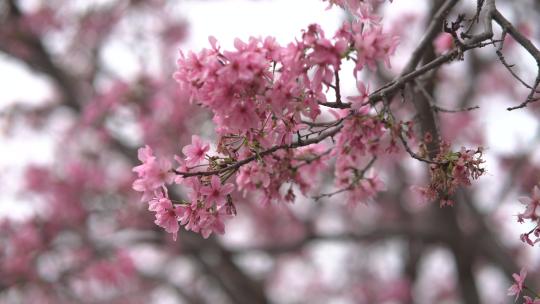 樱花特写