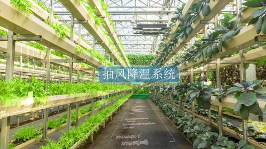 智慧科技蔬菜大棚合集