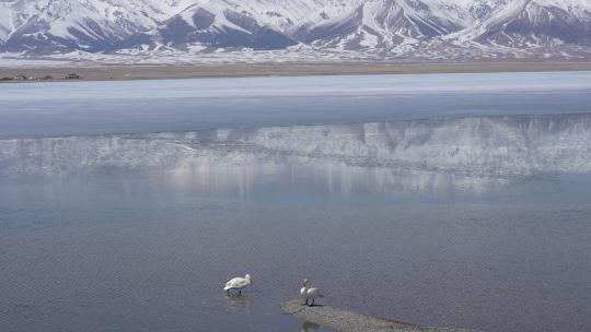 新疆赛里木湖天鹅湖水湖泊高原雪山高山