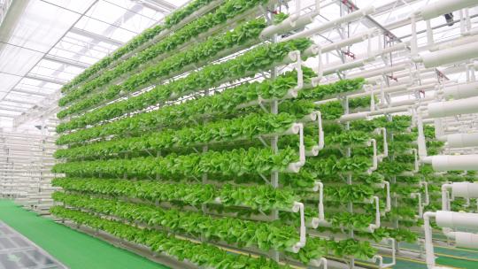 蔬菜大棚-温室大棚-科技农业视频素材模板下载