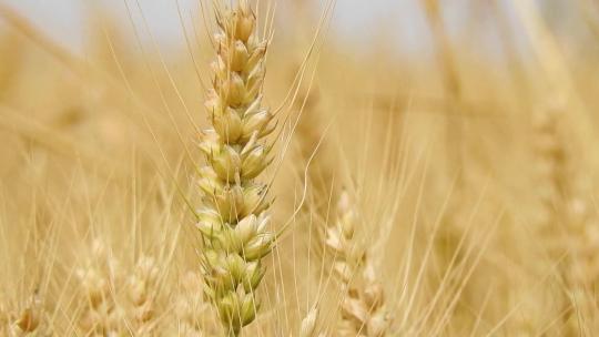 夏天自然金黄色小麦实拍特写农业素材