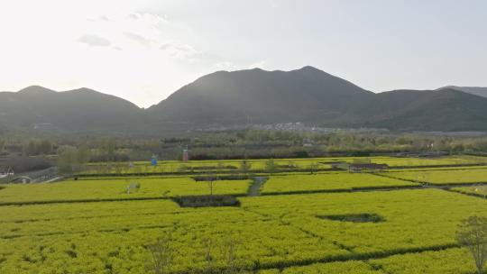 航拍太行山下油菜花