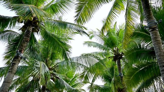 海南三亚高档园区内的椰林小道视频素材模板下载
