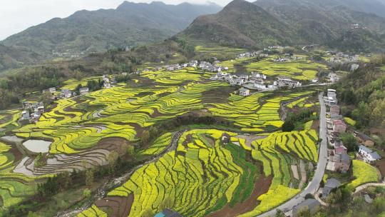 4k高清安康汉阴凤堰古梯田油菜花