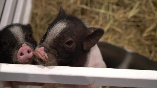 农场里可爱的小猪