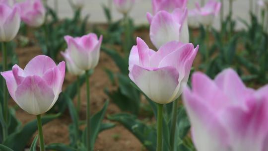 春天公园里盛开的郁金香花海自然风光