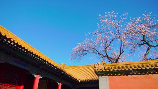 北京故宫紫禁城春天春季盛开的杏花视频素材模板下载