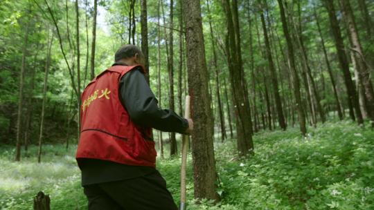 森林管护护林员在林区日常巡护检查树木长势