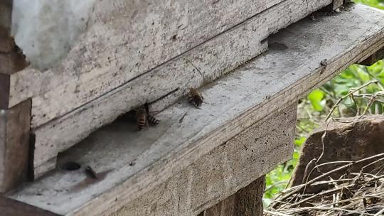 蜂箱里的蜜蜂正在采蜜制造蜂蜜