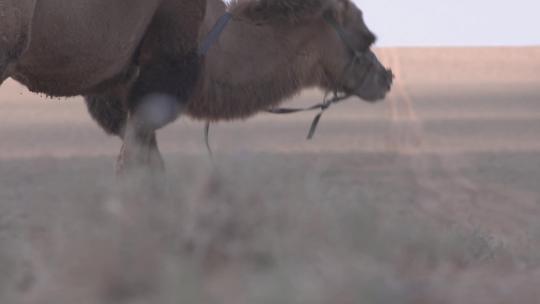 Y1内蒙古乌兰察布四子王旗骆驼吃草6视频素材模板下载