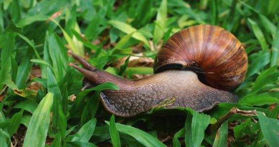 蕨类叶子上的蜗牛治愈可爱动物