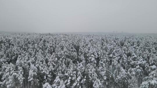原始森林大雪覆盖