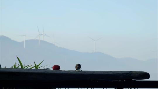 福建漳州住户阳台上吃米的鸟
