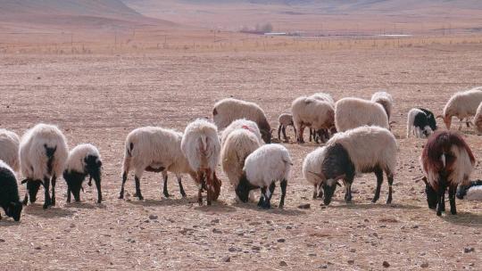 青海 草原 绵羊群 羊 家畜 哺乳动物视频素材模板下载