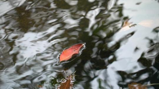 水里漂浮的枫叶