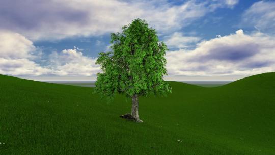 绿色大树生长动画