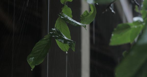 雨中的核桃树叶08