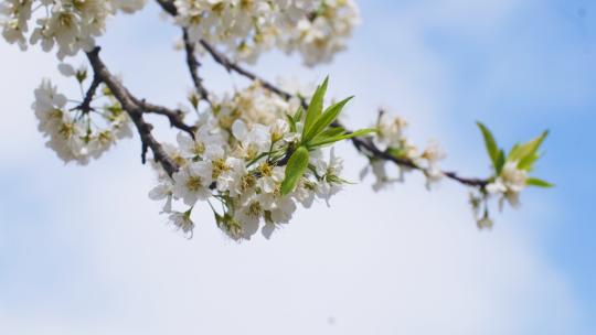春天的梨花 蓝天和梨花视频素材模板下载