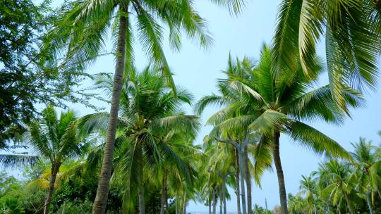 海南三亚 椰树 椰子树 椰林
