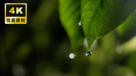 露水滴水水滴一滴水树叶滴水大自然水滴