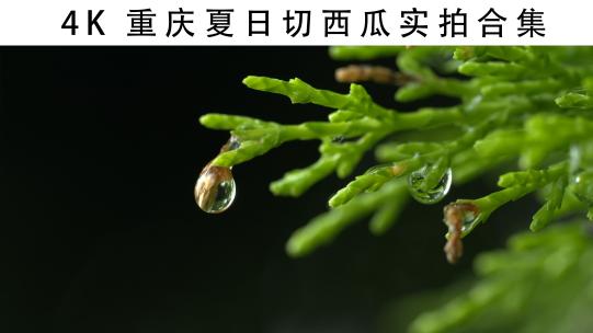 4K微距昆虫水滴植物实拍