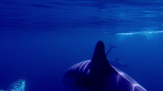 海底世界海底一群海豚游泳视频素材模板下载
