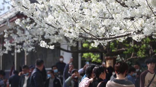 济南五龙潭，春季樱花植物盛开洁白如雪