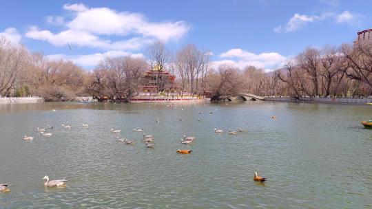 西藏拉萨宗角禄康龙王潭公园内戏水的水鸟视频素材模板下载